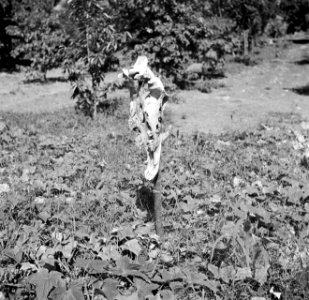 Dierenschedel op de plantage San Juan van Harry Maal op Curaçao, Bestanddeelnr 252-7541