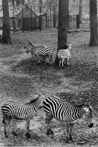 Dierenpark Wassenaar gesloten, Bestanddeelnr 933-4994