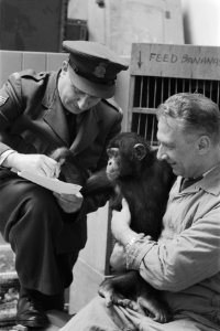 Dierenhotel op Schiphol. Hr. van der Weghe , met Jimmy (chimpansee), douane, Bestanddeelnr 934-6345