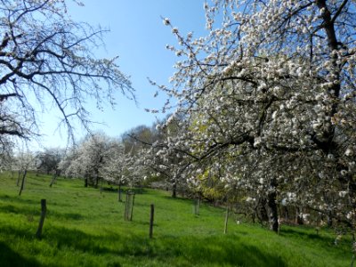 Dieskau Kirschberg