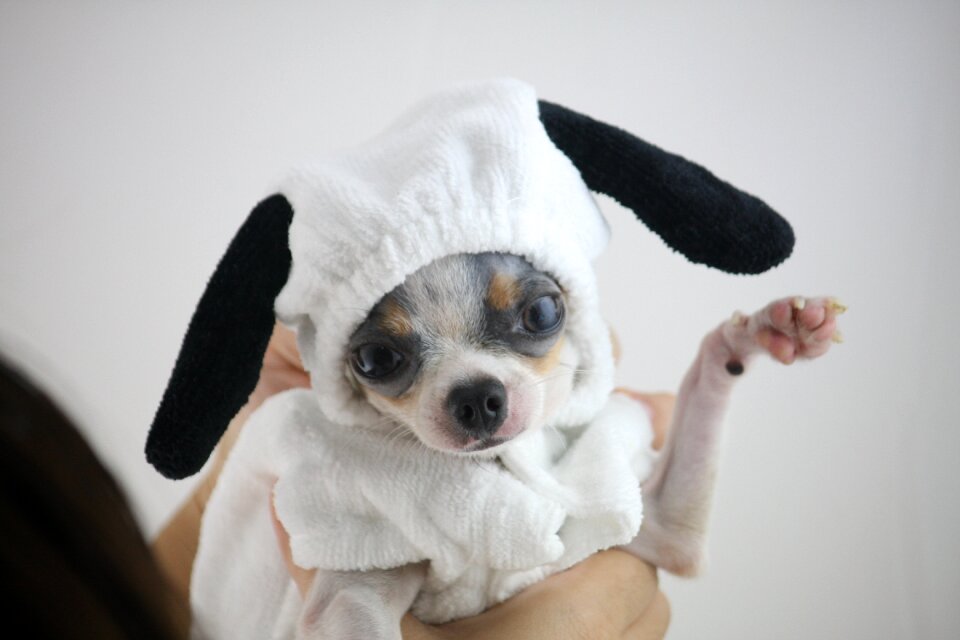 Cute littledog puppy