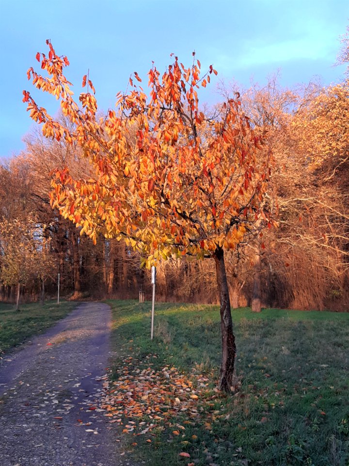 Dieskau Pfingstanger (3)