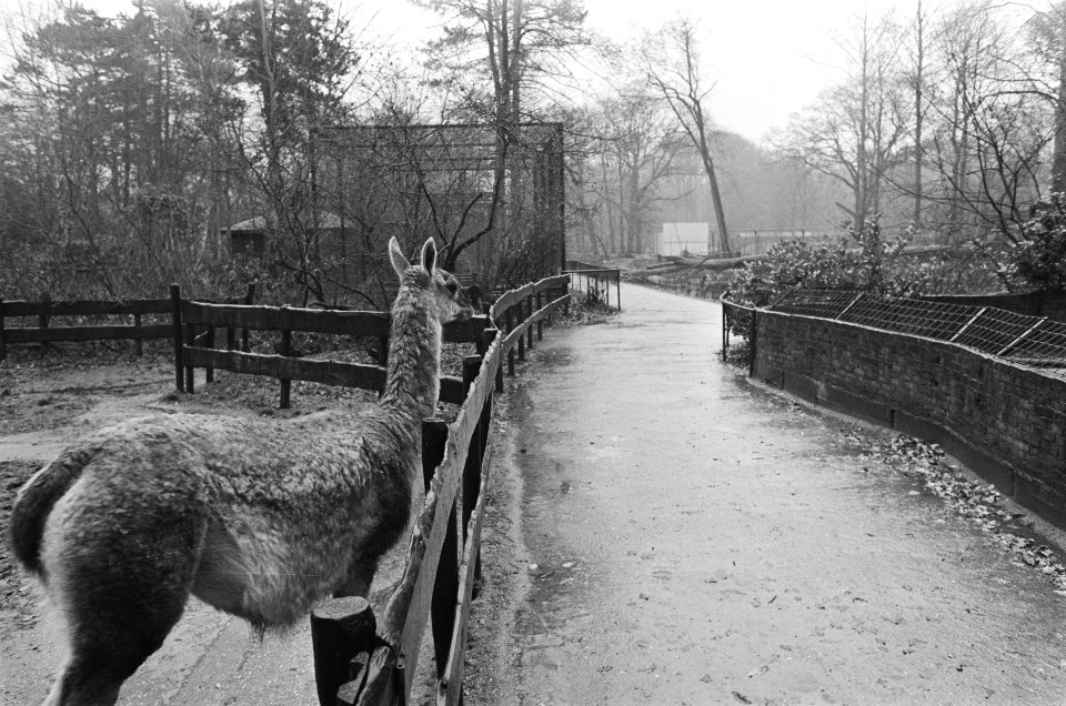 Dierenpark Wassenaar gesloten, Bestanddeelnr 933-4995
