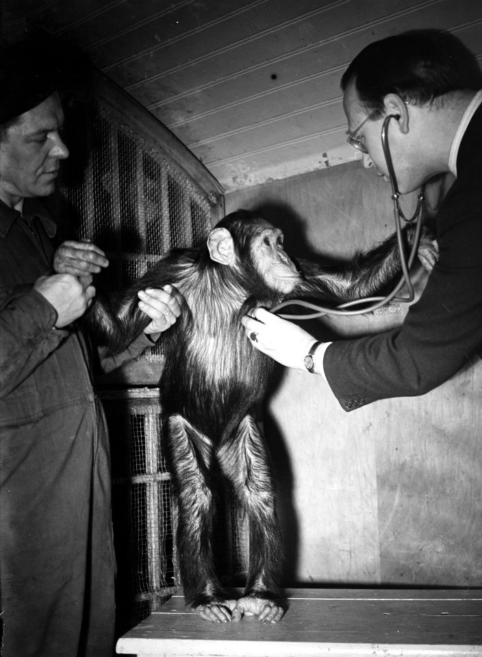 Dierenarts behandelt aap. Onderzoekt borst, Bestanddeelnr 902-7318