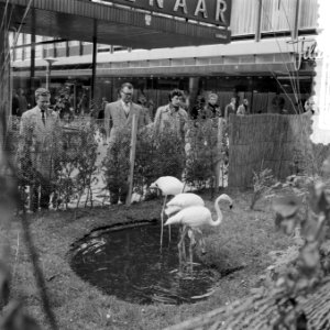 Dieren uit Blijdorp op de Lijnbaan te Rotterdam t.g.v. 100 jarig jubileum van Bl, Bestanddeelnr 908-5697