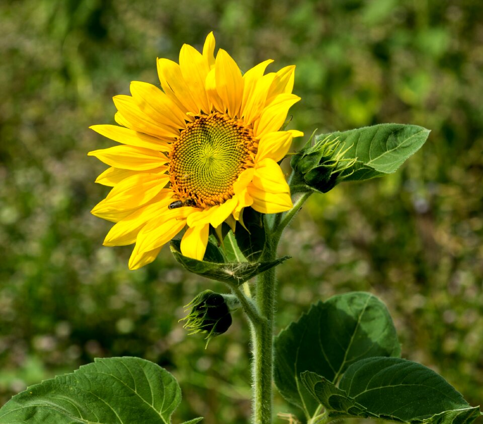 Sunflower bud close up plant photo