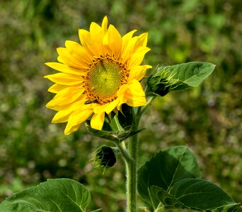 Sunflower bud close up plant