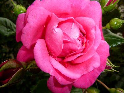 Pink rose bloom scented rose photo