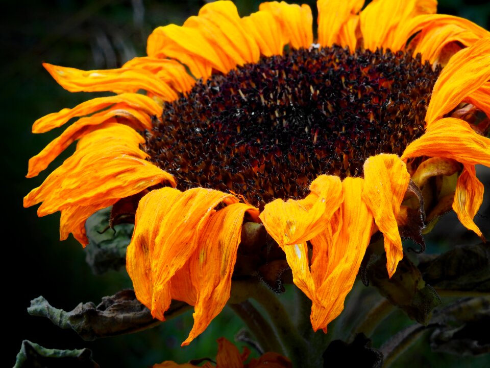 Bloom faded withered