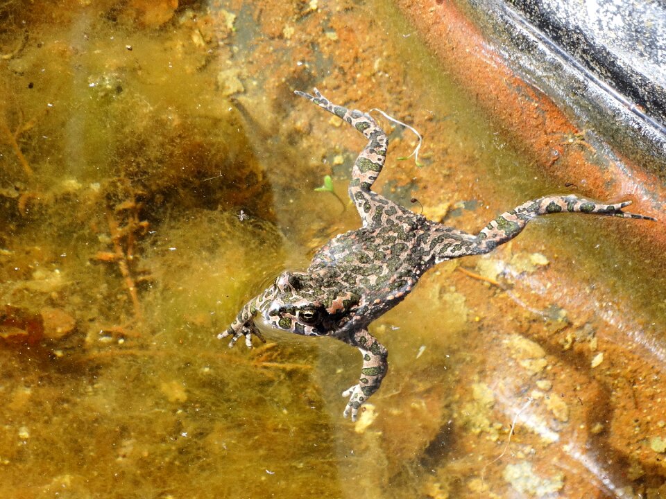 Toad amphibians pond