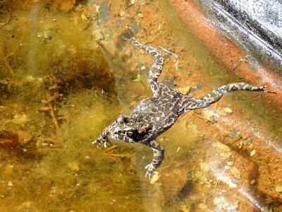 Toad amphibians pond