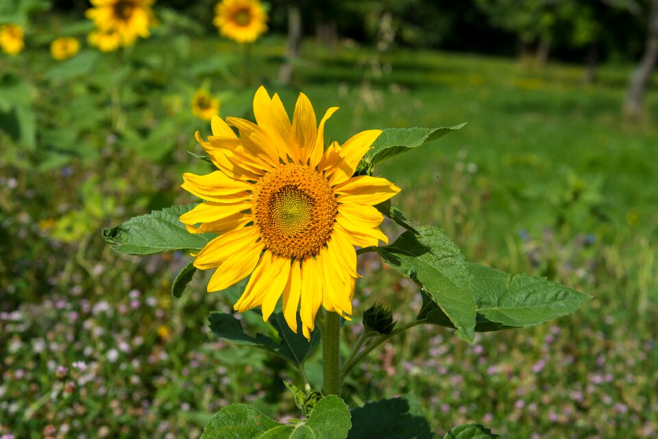 Bloom summer flowers