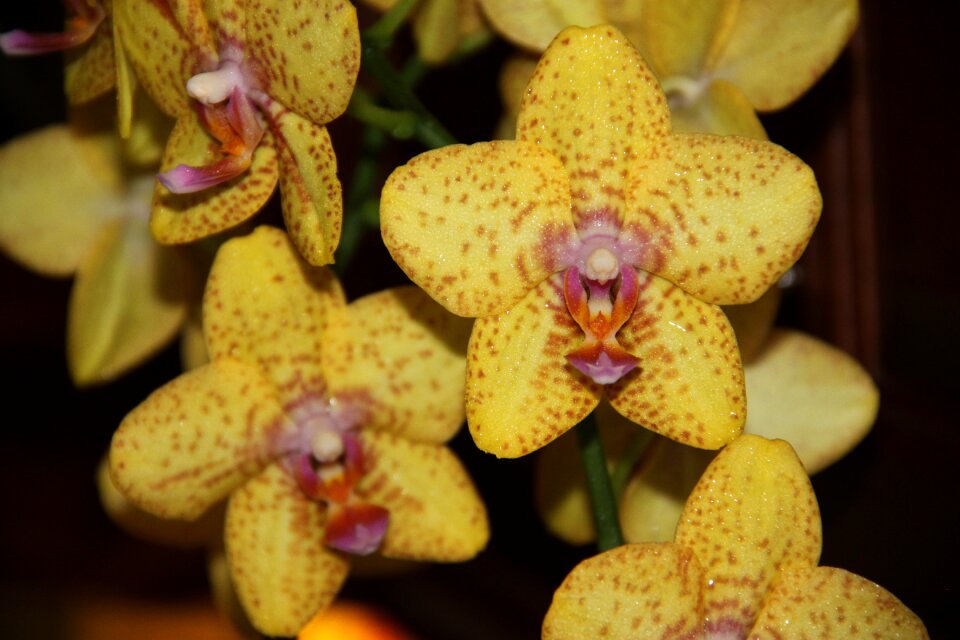 Flora plant tropical