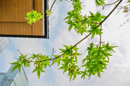 Green maple look up