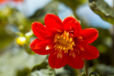 Orange summer garden