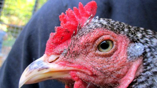 Dominique chicken face
