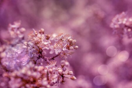 Spring nature tree