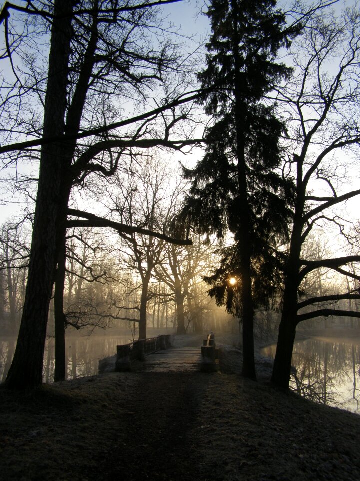 Forest outdoors fog