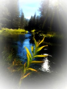 Donner Creek