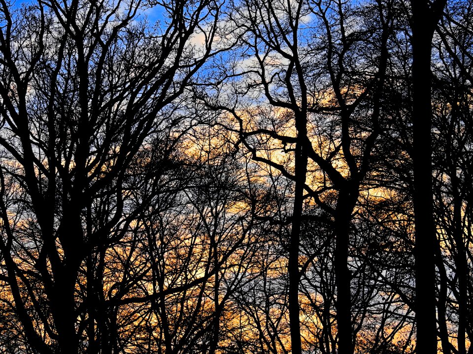 Mood branches kahl