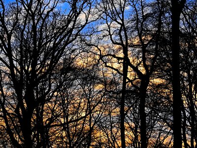 Mood branches kahl