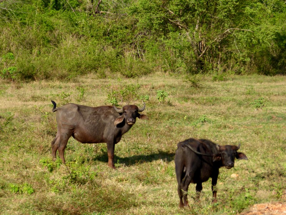 Domestic buffalo Lunugamvehera
