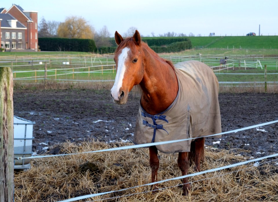 Domestic horse (Essenpas, Bemmel)