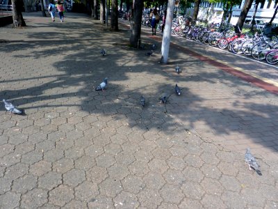 Domestic pigeons at Nanoshima photo