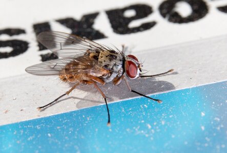 Hair wing facets