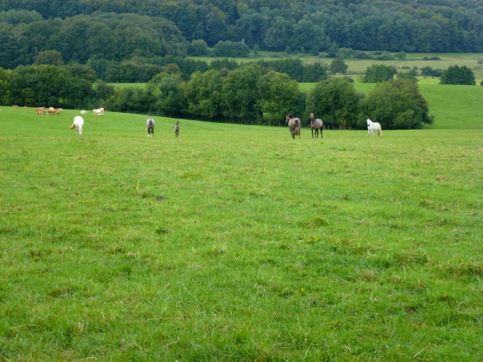 Dommery (Ardennes) paysage avec chevaux