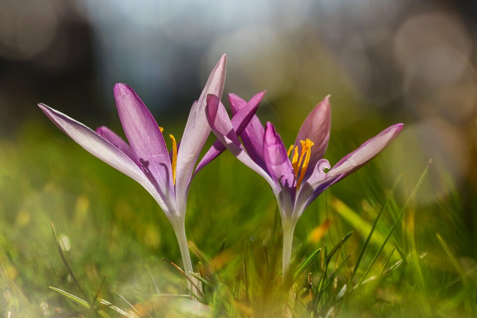 Violet spring magic nature
