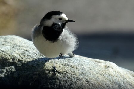 A little bird gray stone
