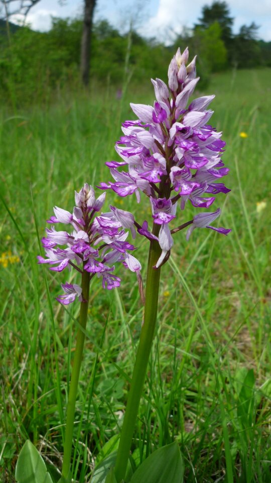Mountainside protected long flower-spike