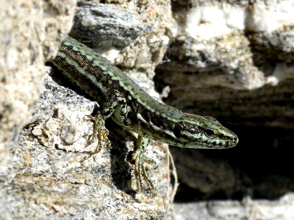 Lizard hir close up