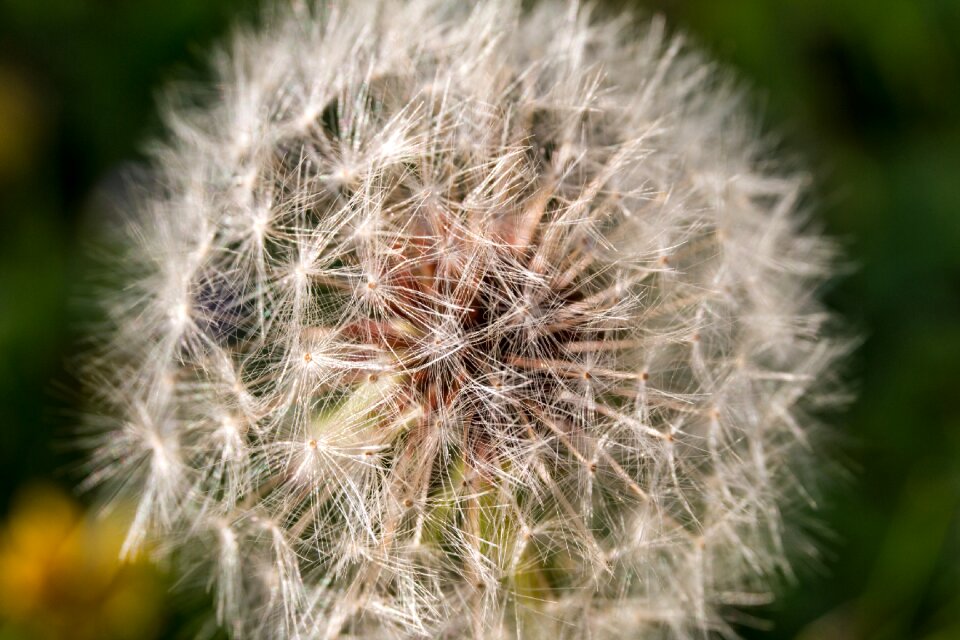 Seeds nature dandelion seeds
