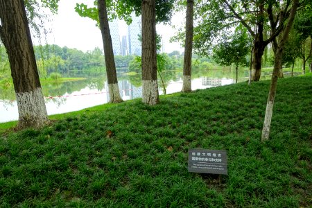 Donghu Park - Chengdu, China - DSC05591