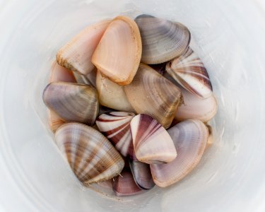 Donax striatus Linnaeus, 1767 in La Guardia Beach