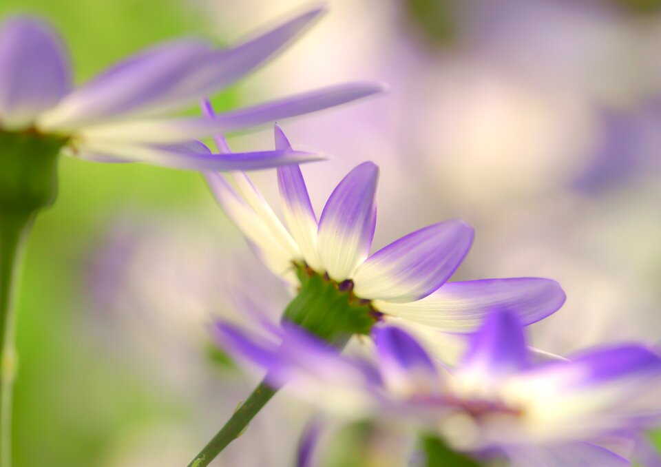 Purple white purple flower