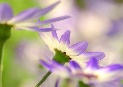 Purple white purple flower