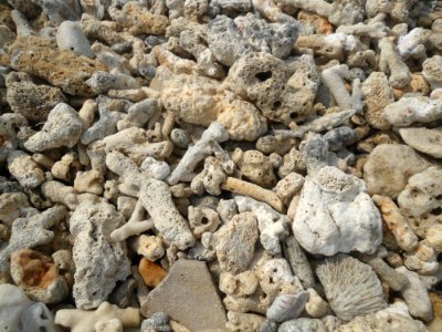 Dongjiao Town - coral beach - 05