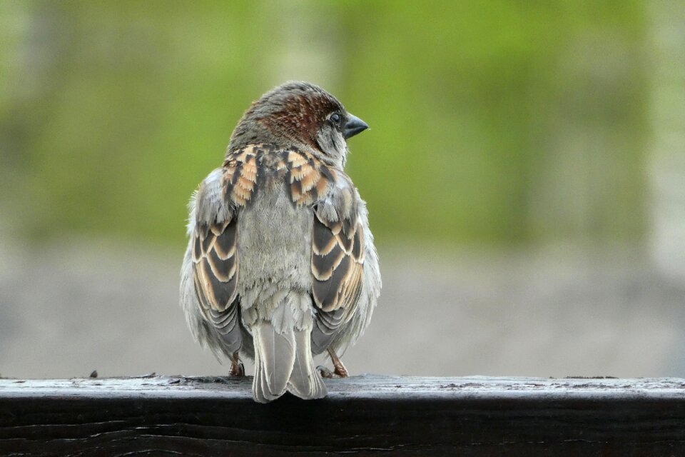 Bird a little bird nature