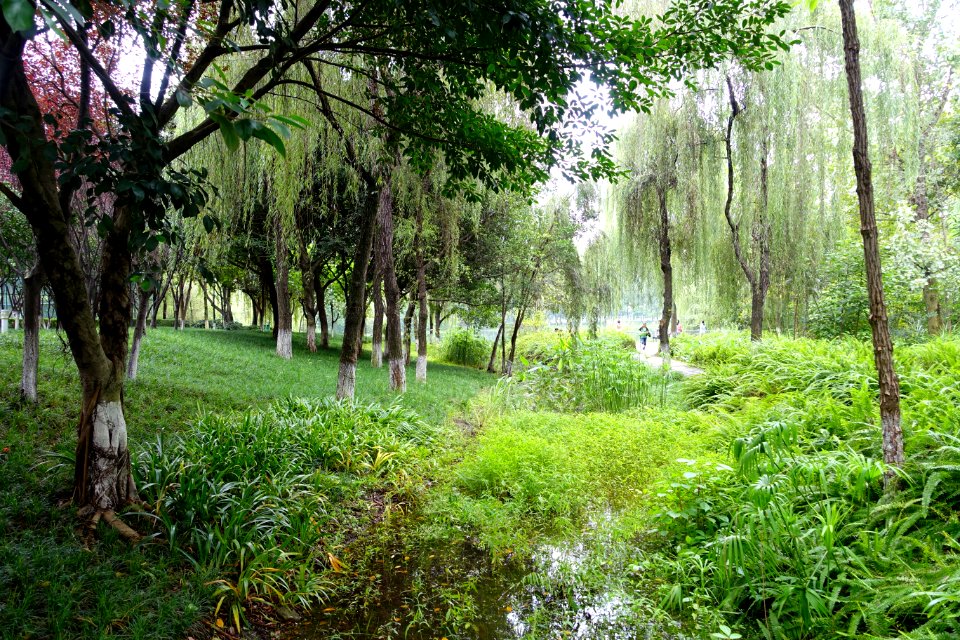 Donghu Park - Chengdu, China - DSC05656