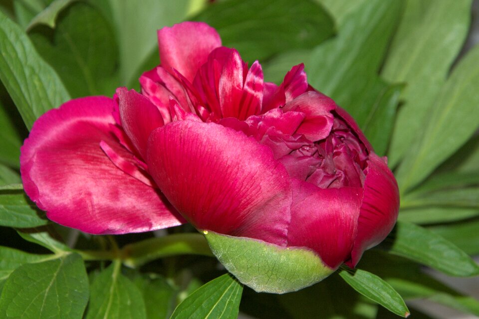Red spring flower garden