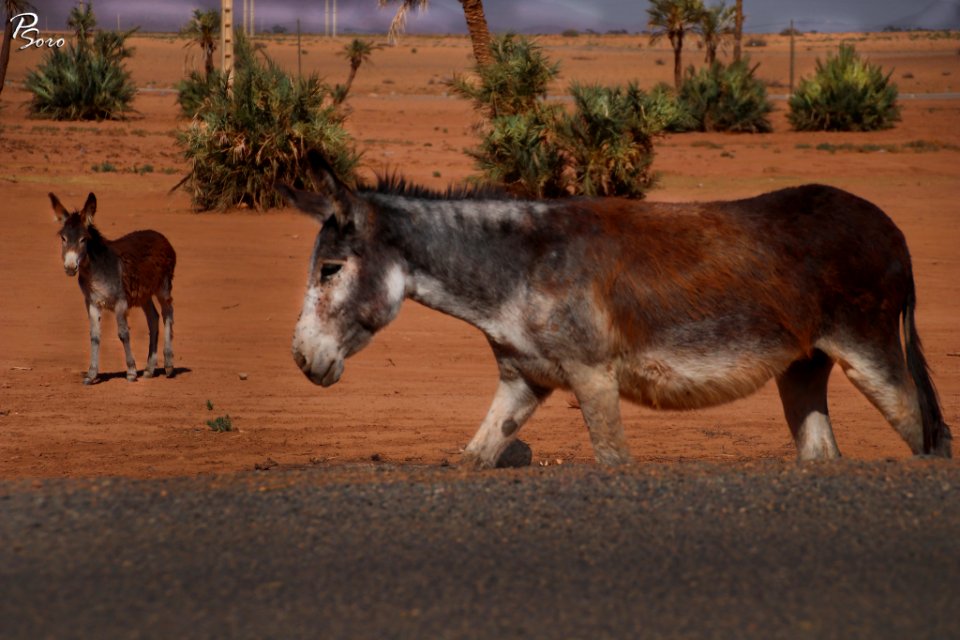 Donkey Africa Morocco (233523383)