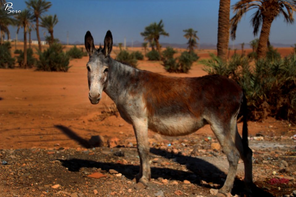Donkey Africa Morocco (233523441)