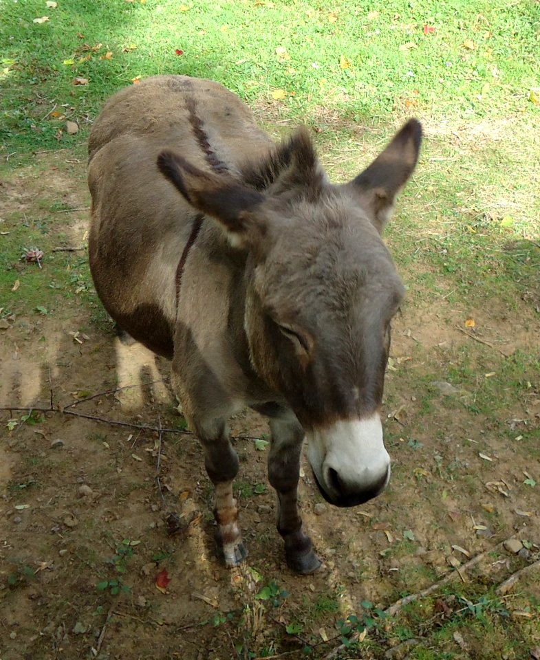 Donkey on farm in New Jersey