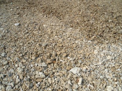 Dongjiao Town - coral beach - 02