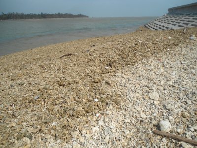Dongjiao Town - coral beach - 03