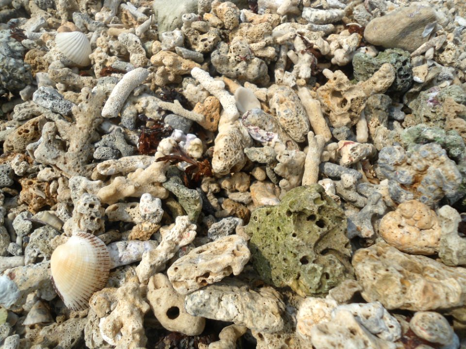Dongjiao Town - coral beach - 04