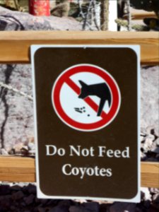 Dont feed the coyotes